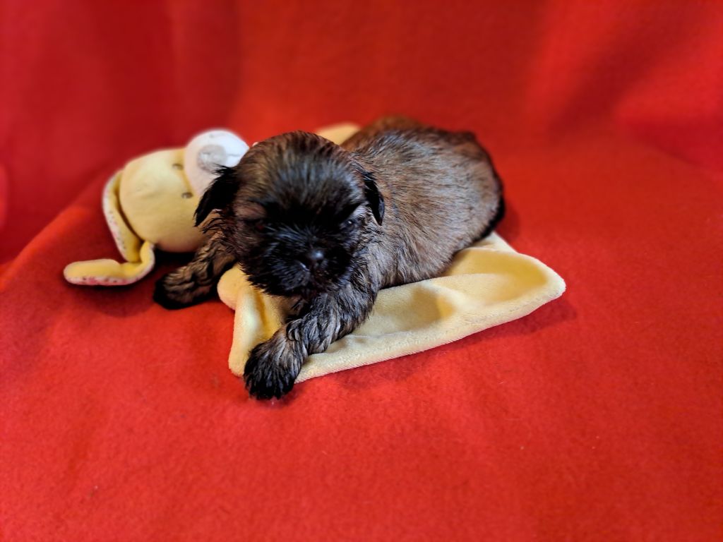 Domaine le Pin Franc - Chiot disponible  - Shih Tzu