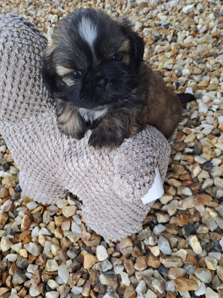 chiot Shih Tzu Domaine le Pin Franc