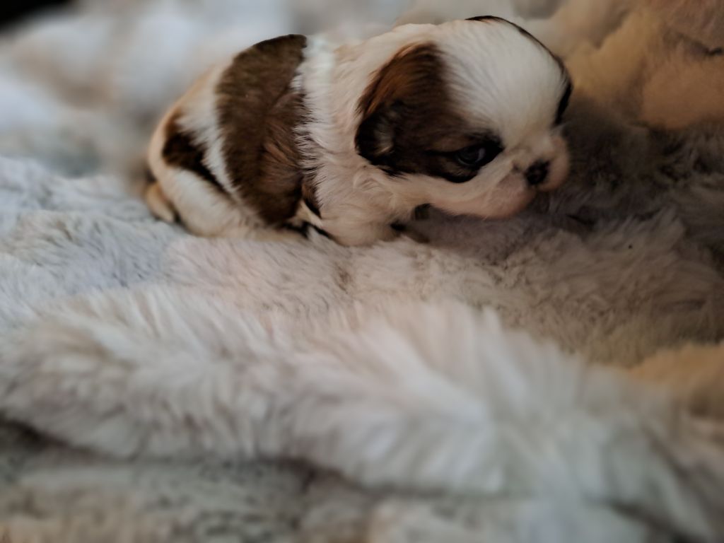 chiot Shih Tzu Domaine le Pin Franc