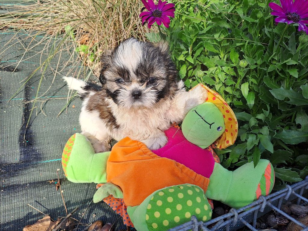 chiot Shih Tzu Domaine le Pin Franc