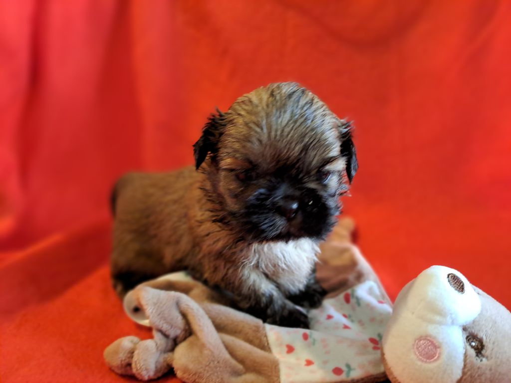 Domaine le Pin Franc - Chiot disponible  - Shih Tzu