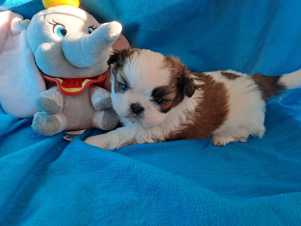 Domaine le Pin Franc - Chiot disponible  - Shih Tzu