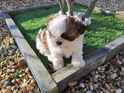 Domaine le Pin Franc - Shih Tzu - Portée née le 11/12/2024