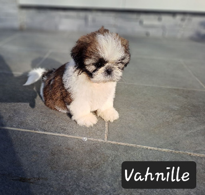 Vahnille