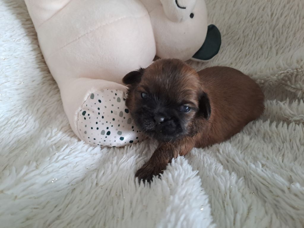 chiot Shih Tzu Domaine le Pin Franc