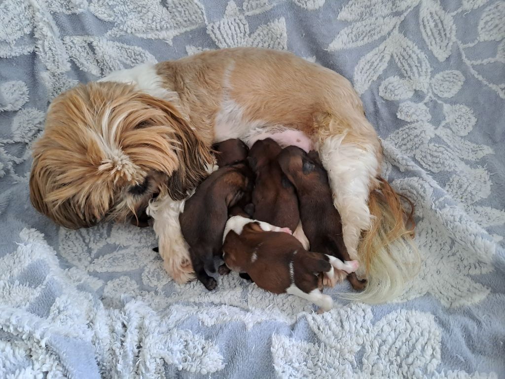 Chiot Shih Tzu Domaine le Pin Franc