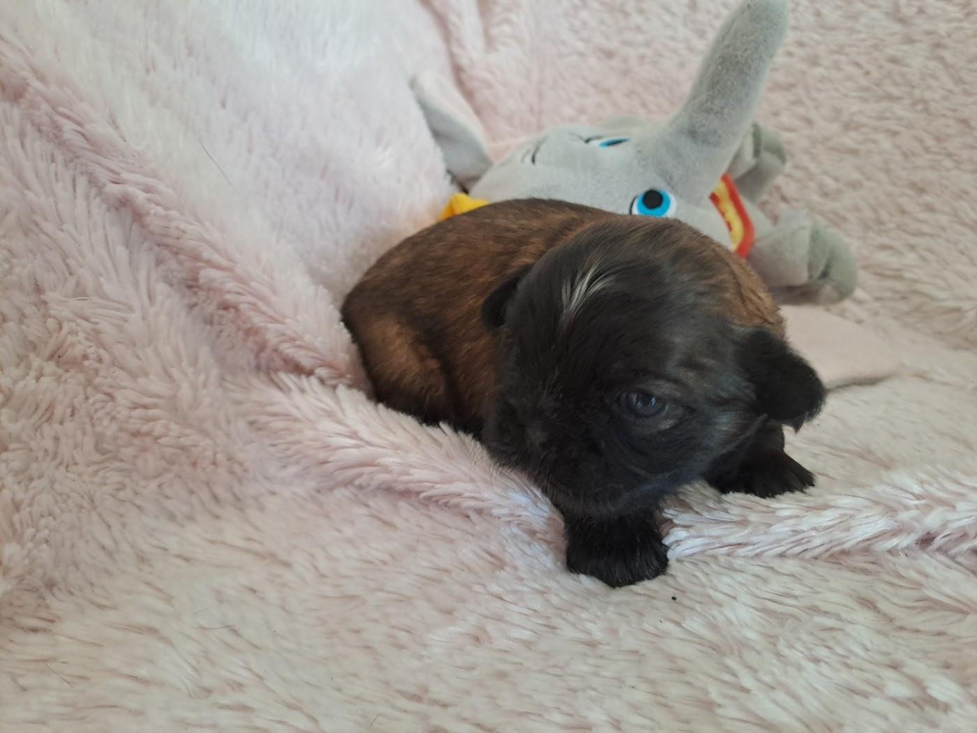 Domaine le Pin Franc - Chiots disponibles - Shih Tzu