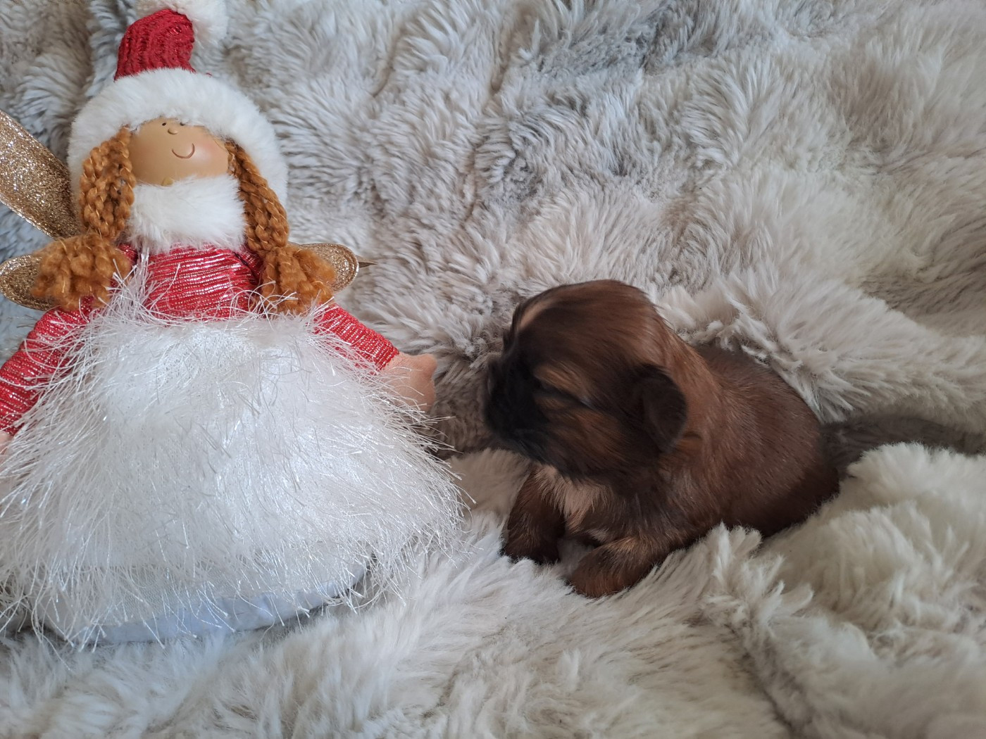 Domaine le Pin Franc - Chiots disponibles - Shih Tzu