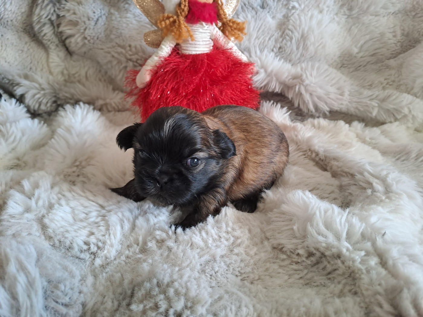 Domaine le Pin Franc - Chiots disponibles - Shih Tzu