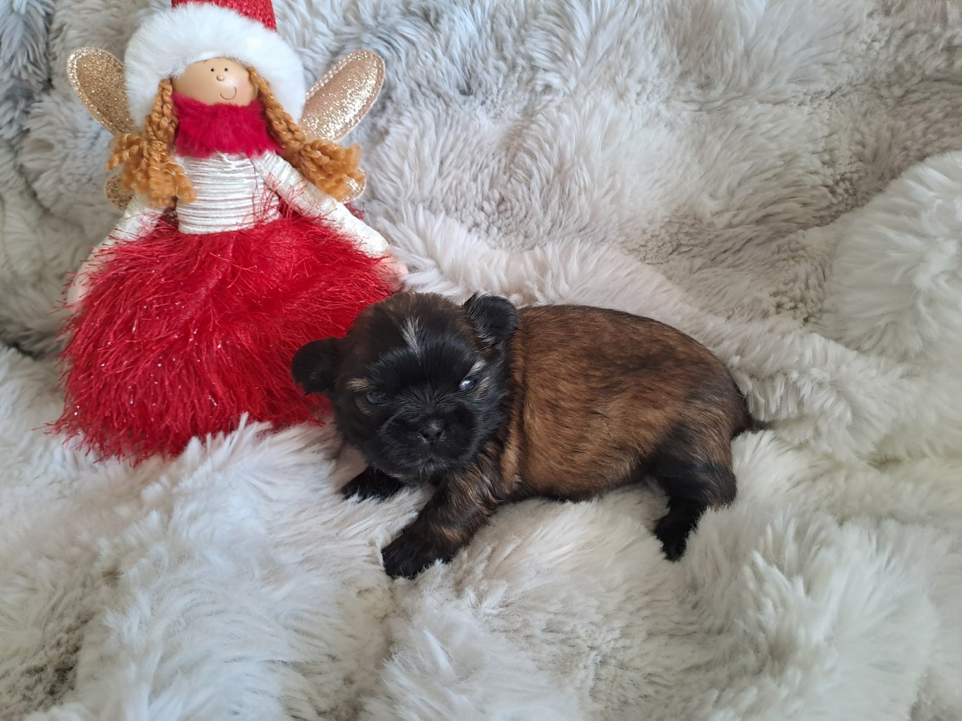 Chiot Shih Tzu Domaine le Pin Franc