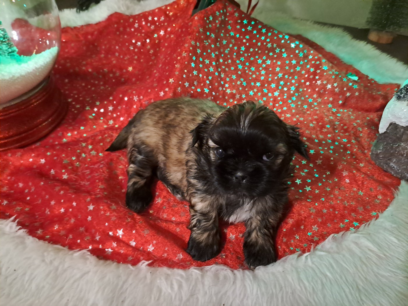 Domaine le Pin Franc - Chiots disponibles - Shih Tzu