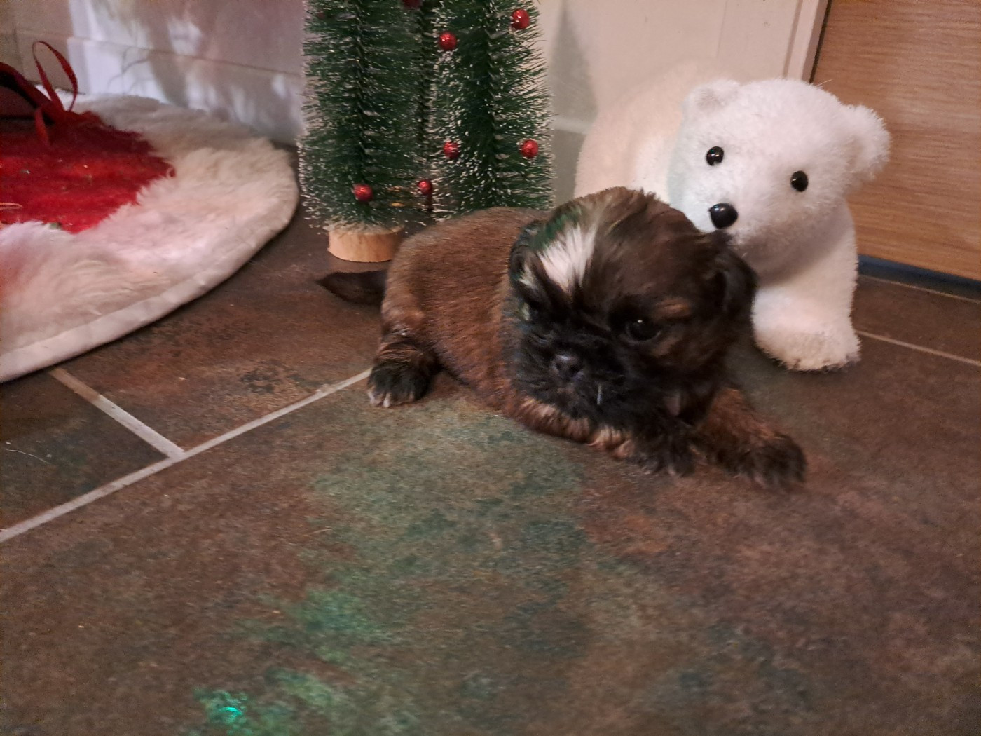 Domaine le Pin Franc - Chiots disponibles - Shih Tzu