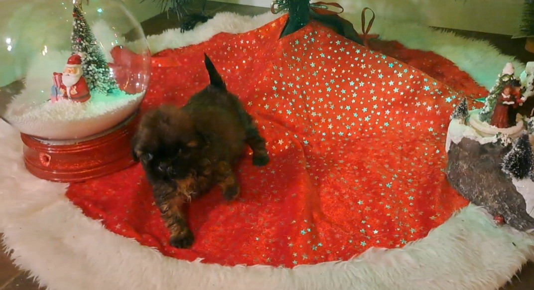 Domaine le Pin Franc - Chiots disponibles - Shih Tzu