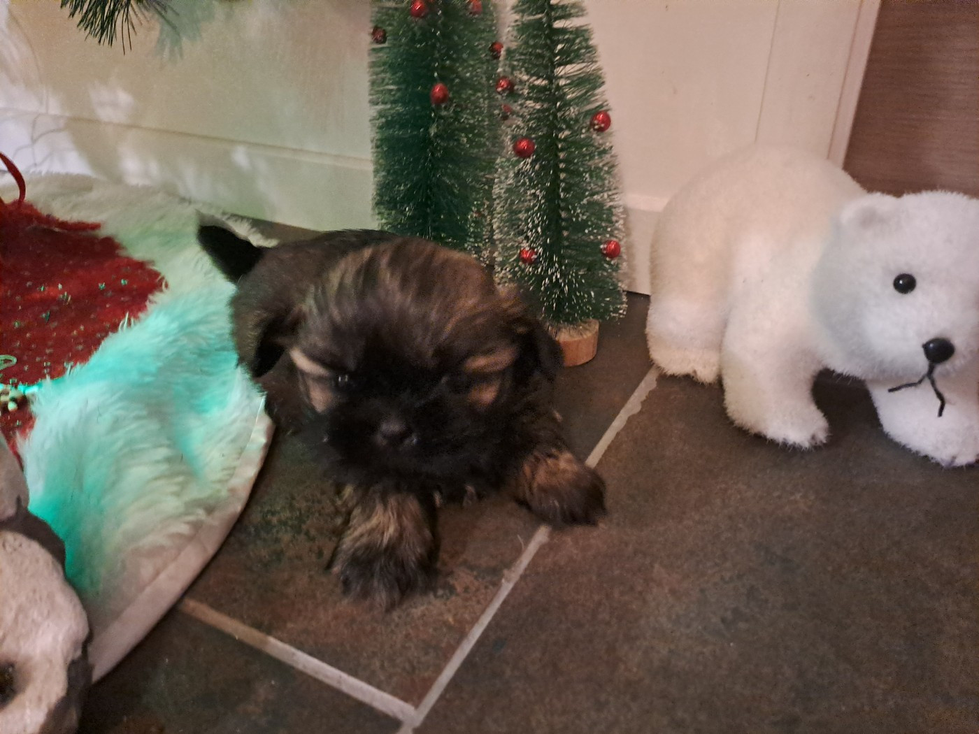 Chiot Shih Tzu Domaine le Pin Franc