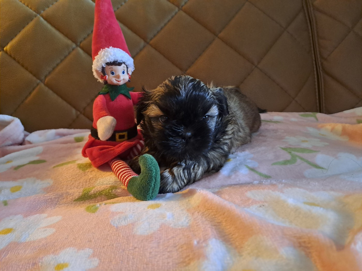 Domaine le Pin Franc - Chiots disponibles - Shih Tzu