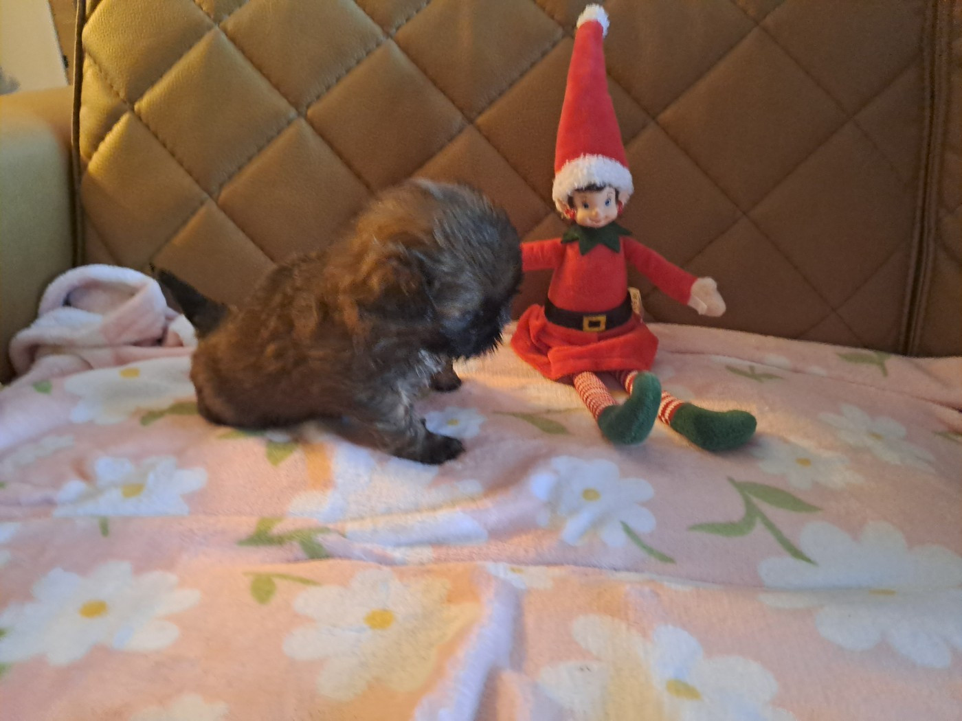 Domaine le Pin Franc - Chiots disponibles - Shih Tzu