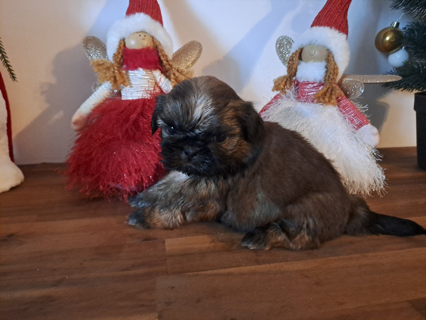 Chiot Shih Tzu Domaine le Pin Franc