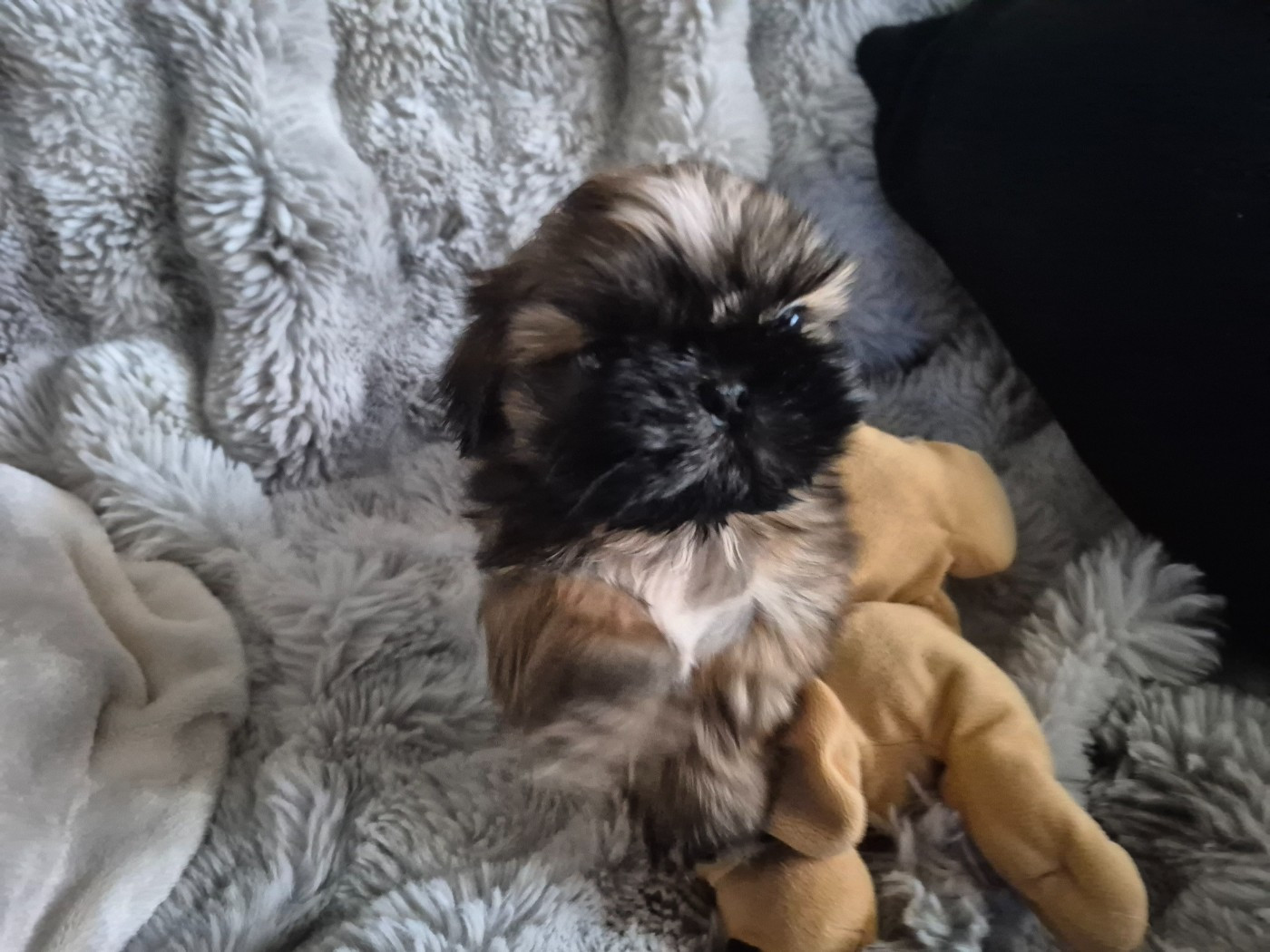 Domaine le Pin Franc - Chiots disponibles - Shih Tzu