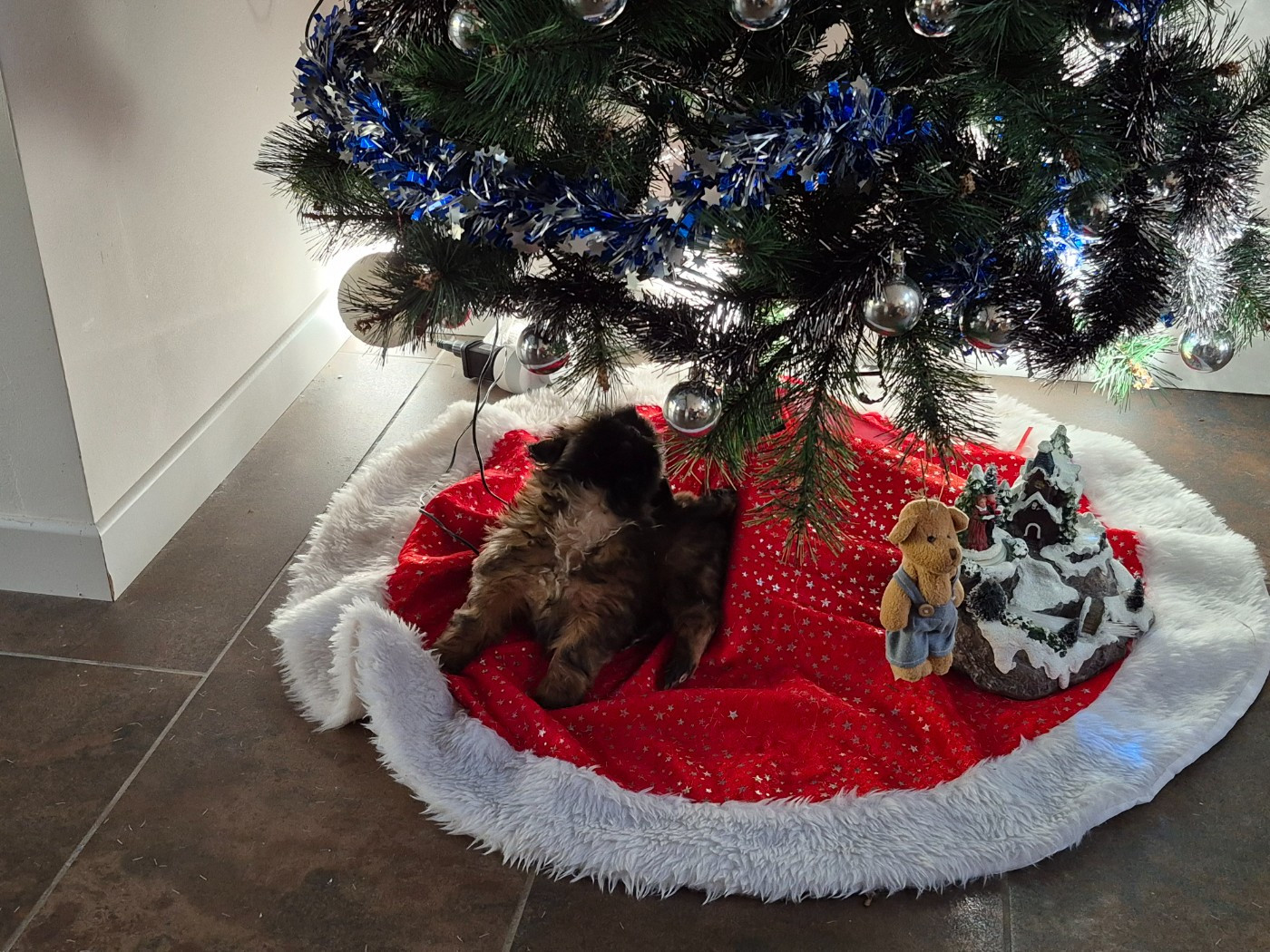 Domaine le Pin Franc - Chiots disponibles - Shih Tzu