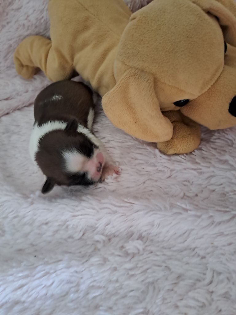 Domaine le Pin Franc - Chiots disponibles - Shih Tzu