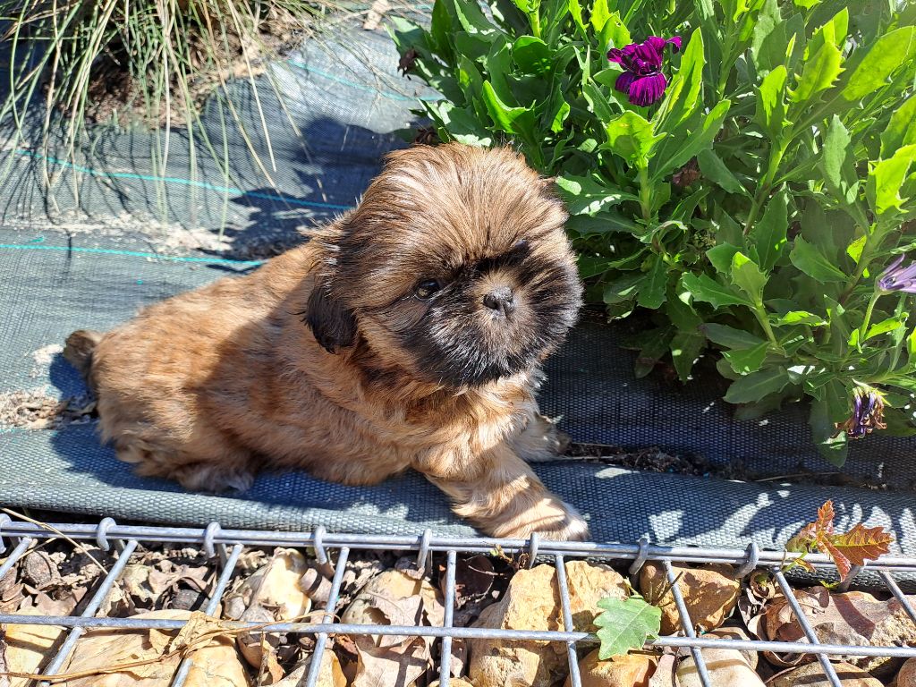 Chiot Shih Tzu Domaine le Pin Franc