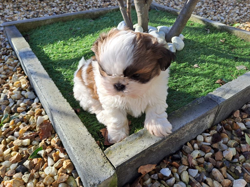 Chiot Shih Tzu Domaine le Pin Franc