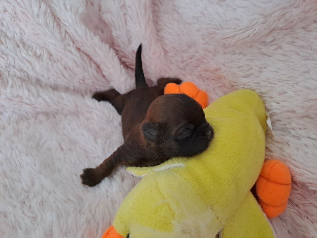 Domaine le Pin Franc - Chiots disponibles - Shih Tzu