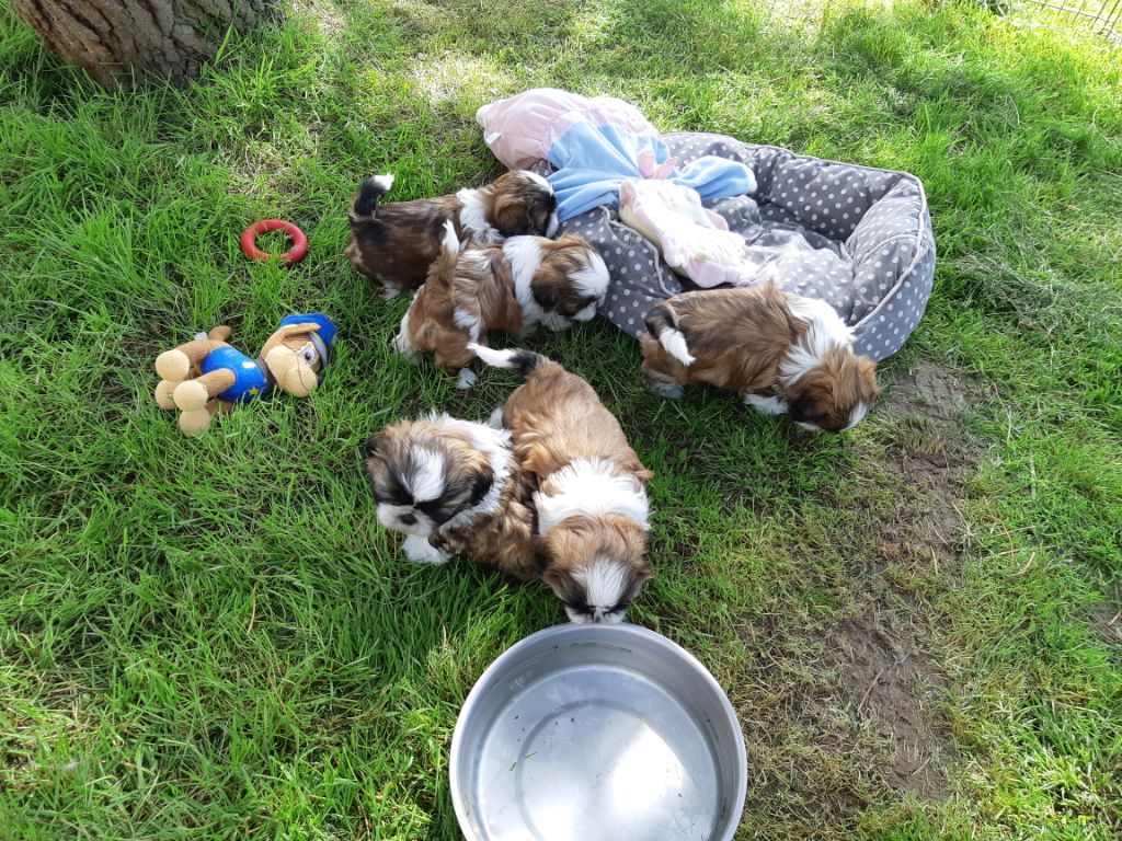 Chiot Shih Tzu Domaine le Pin Franc