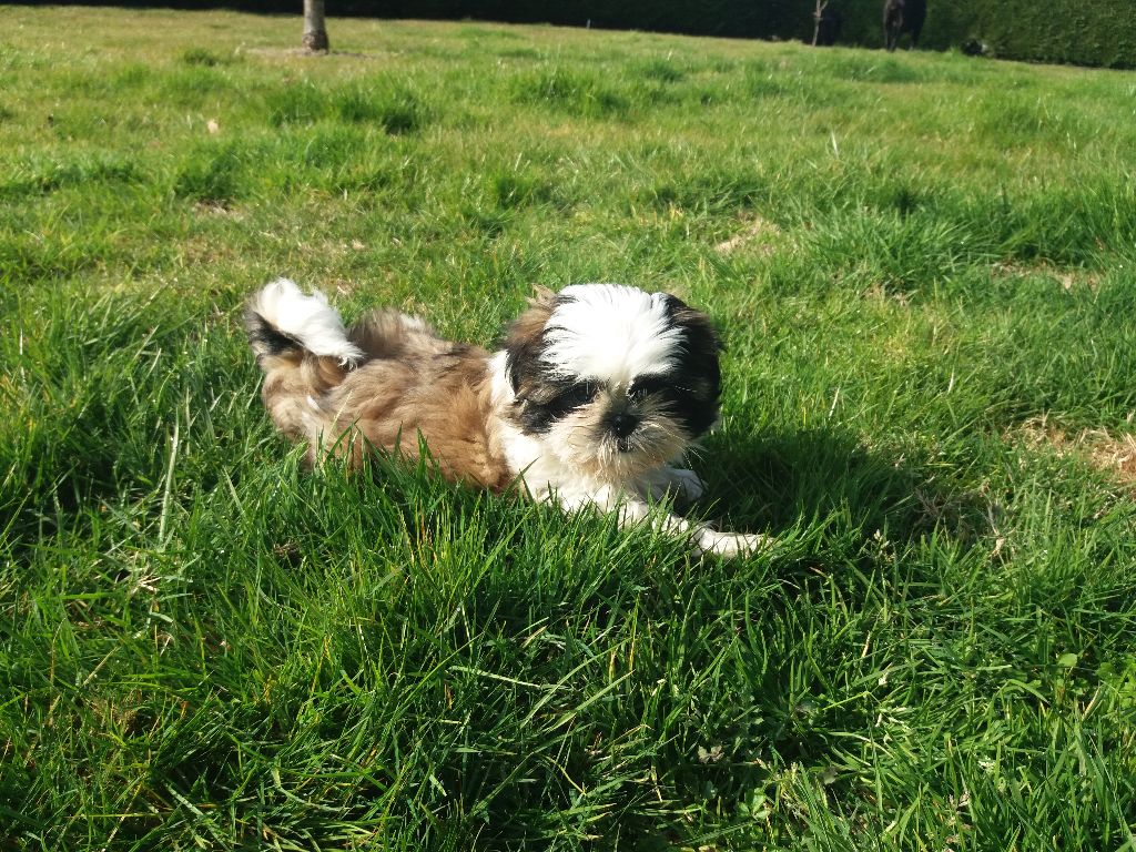 Domaine le Pin Franc - Shih Tzu - Portée née le 11/12/2018